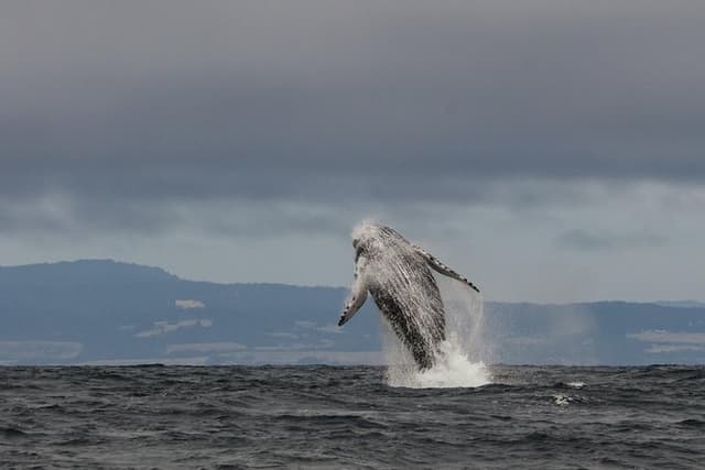 Whale Watching Monterey Bay semi-private limited to 6 people max