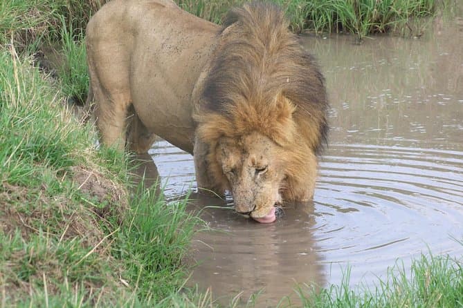 Amboseli & Maasai Mara Safari: Wildlife, Views, Culture