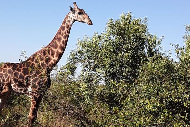 Unforgettable Safari: Tala Game Reserve & Natal Lion Park