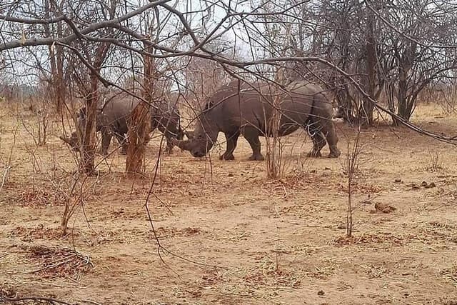 Game Drive and Rhino Walk