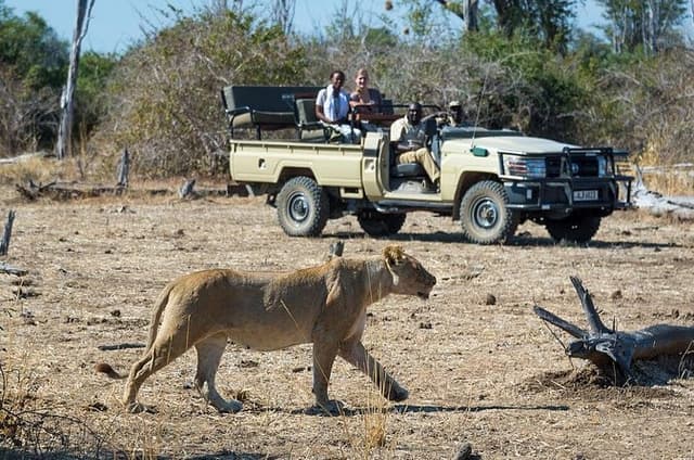 Victoria Falls : Chobe National Park Day Trip with (Buffet) Lunch