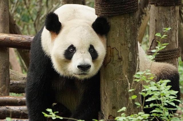 Private Full-Day Tour: Chengdu City Highlights