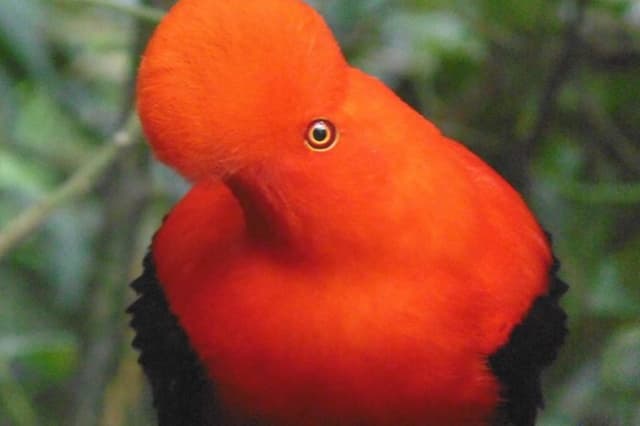 Gallito de Roca sighting