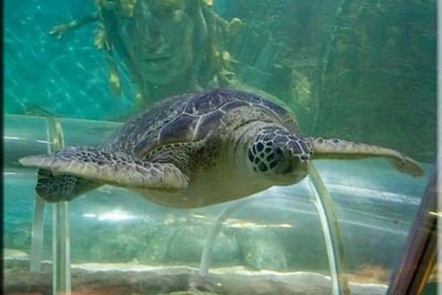 SEA LIFE Great Yarmouth General Admission