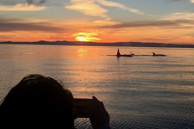 Victoria Sunset Whale-Watching Cruise