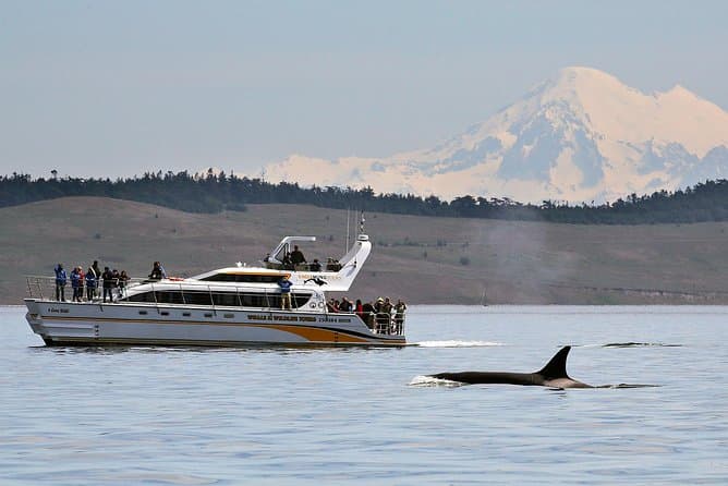 Best Vancouver Island Marine Wildlife & Whale Watching