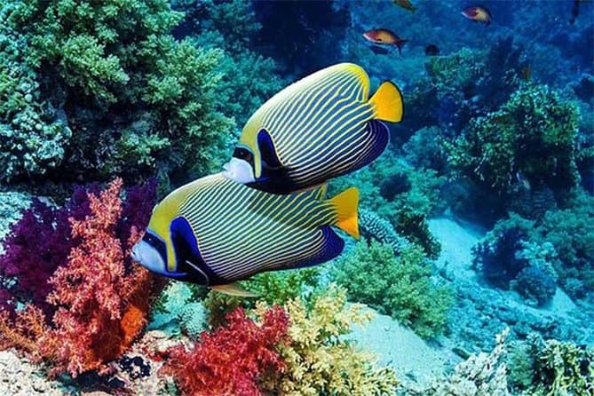 Best Blue Lagoon Snorkeling Adventures Near Kuta