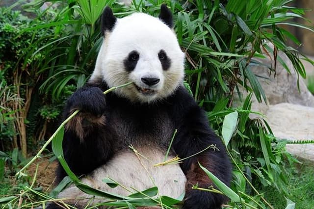 Private Chongqing Day Tour: Panda, E'ling Park, Three Gorges Museum