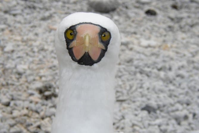 Best San Cristobal Island Tours & Galapagos Adventures