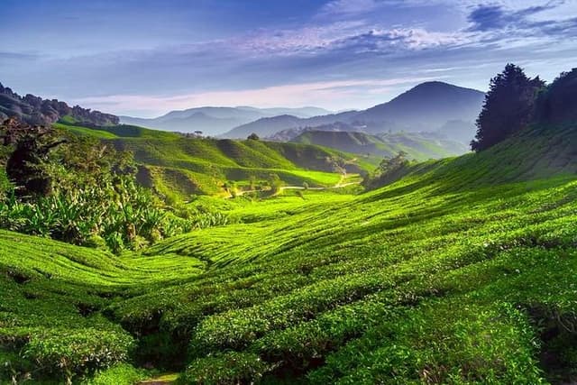 Full-day Cameron Highlands Day Trip from Kuala Lumpur