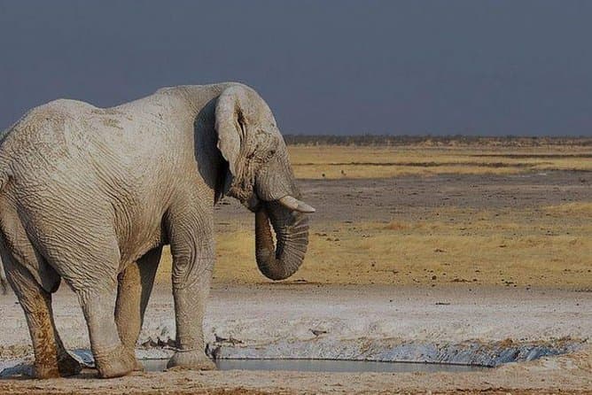 Best Etosha Safari Tours from Windhoek