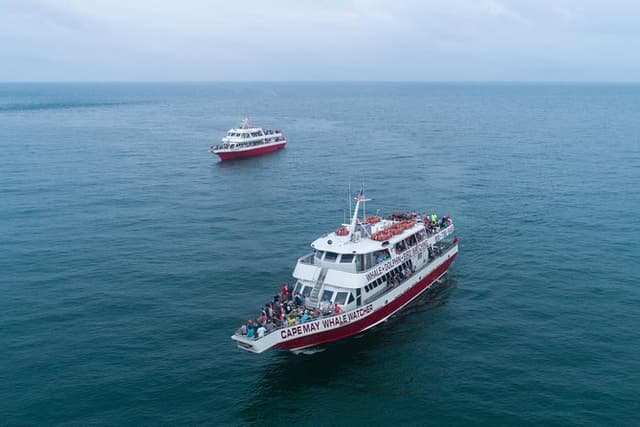 Dolphin Watching around Cape May
