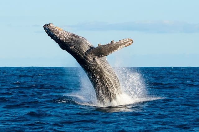 Small-Group Whale Watch with Marine Biologist in Cabo San Lucas