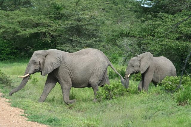 5 Days Safari to Selous & Mikumi