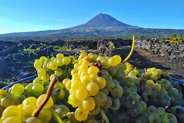 Wine & Food Tour