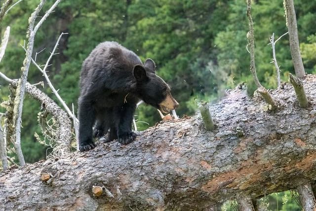 Private Yellowstone Wolf Watching & Wildlife Safari + lunch