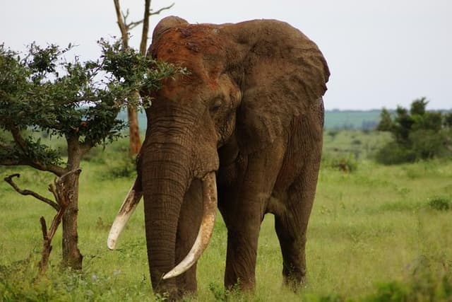Kruger Park 2-day Safari from Maputo (Open-backed Safari Vehicle)