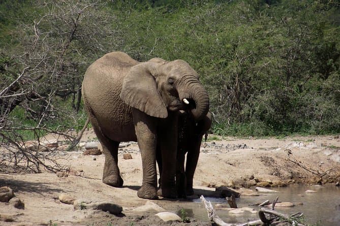 Big 5 Safari Durban: Wildlife Encounters & Thrills