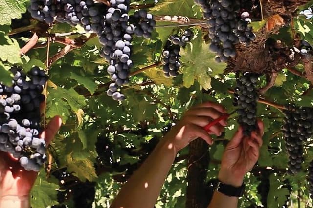 Jolimont Winery Tour - Visitation and Tasting - Canela RS