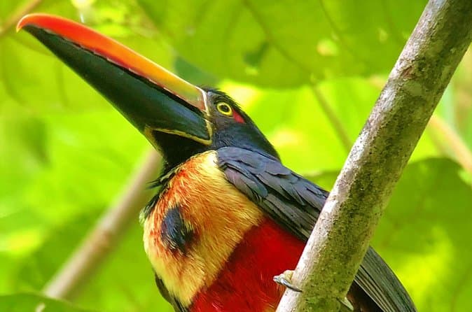Best Quepos Tours to Manuel Antonio NP