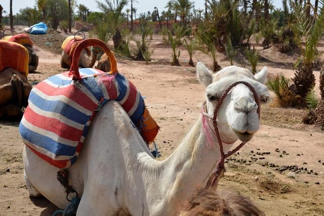 Marrakech Guided Tour From Casablanca With Camel Ride