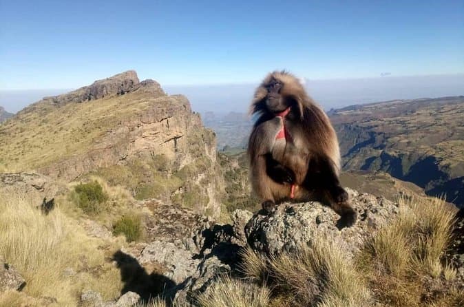 Explore Simien Mountains Trek from Addis Ababa