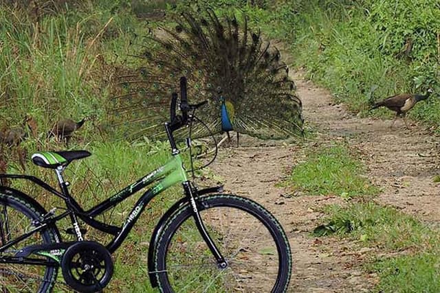 Experience the ride in Lowlands of Nepal