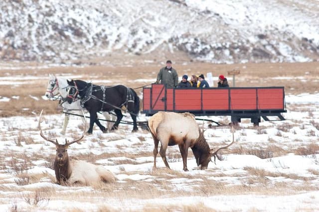 Best of Jackson Hole Wildlife Safari Tour