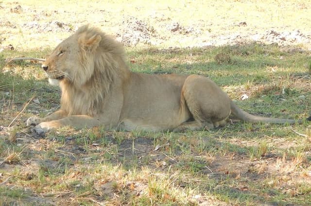 3-Day Moremi Game Reserve- by Walking Stick Safaris
