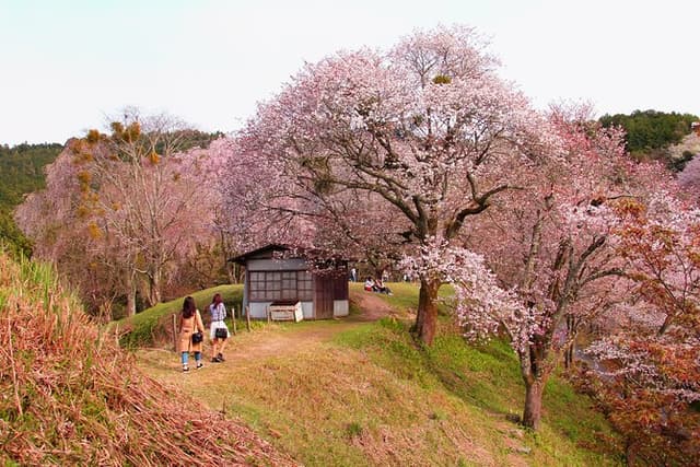 Kyoto Day Trip to Nara with a Local – Private & Personalized