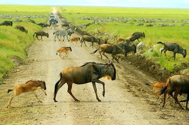 8 Days Great Migration - Grumeti River