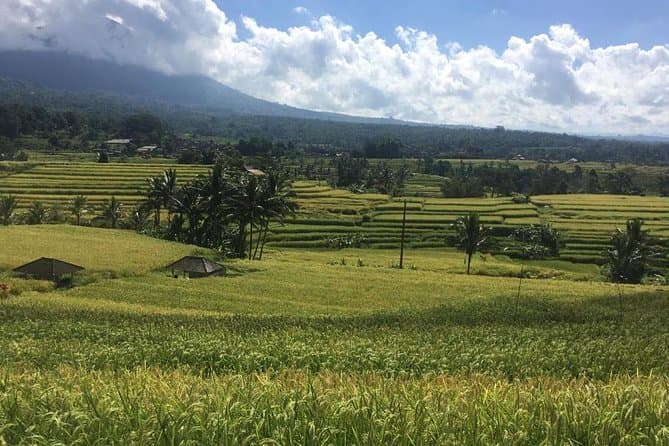 Jatiluwih UNESCO Terraces: Best Tours & Options