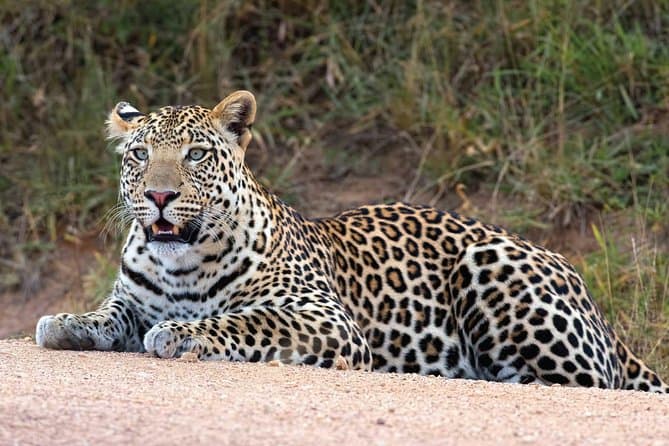 Pearl of Africa Safari