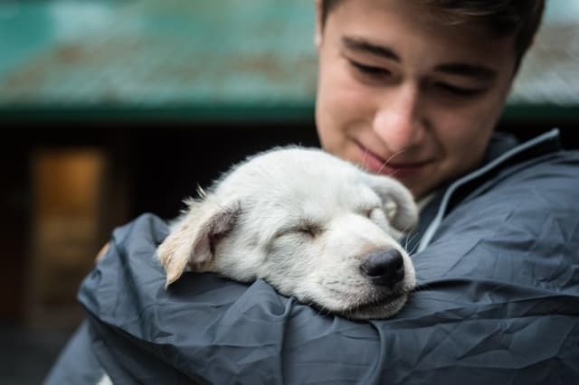 Wilderness Dog Sled Ride and Tour in Seward