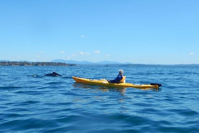 Whale Watching by Sea Kayak in Batemans Bay