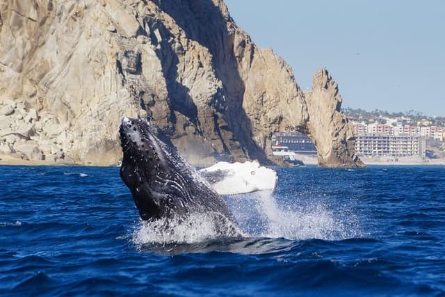 Humpback Whale Watching Tour in Cabo San Lucas