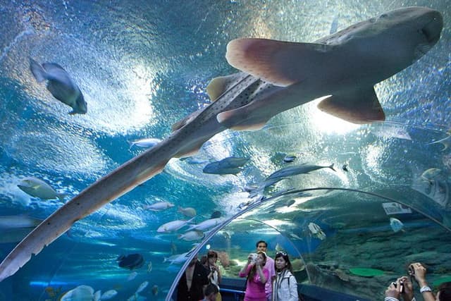 Underwater World at Pattaya Admission Ticket