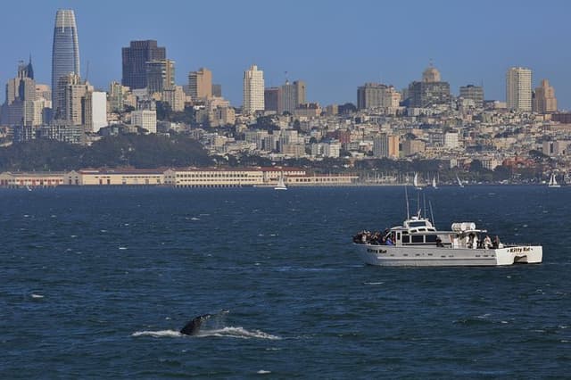 San Francisco Golden Gate Whale Watching Tour