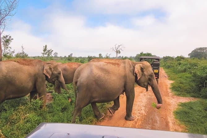 Bundala Safari in Hambantota: Wildlife & Birding