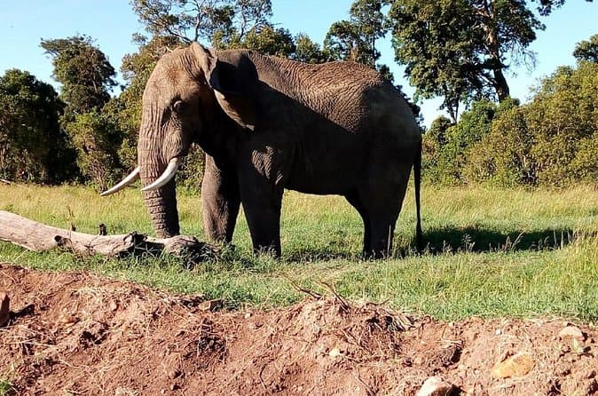 Compare Best Amboseli & Maasai Mara Tours