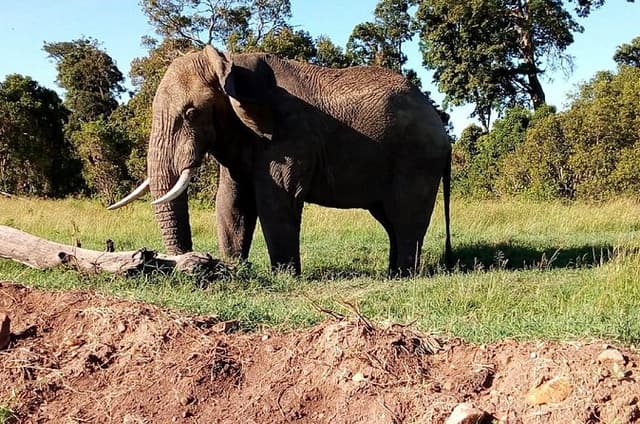 4-days safari: Tsavo east, west and Amboseli national parks