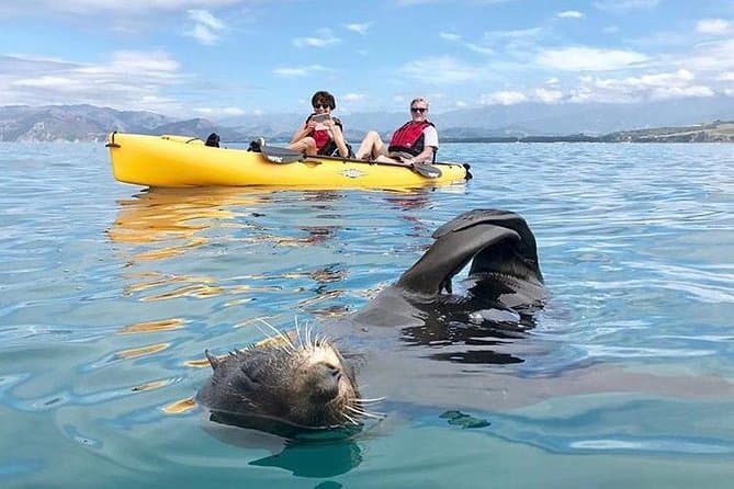 Best Wildlife Kayaking Tours & Marine Adventures in Kaikoura