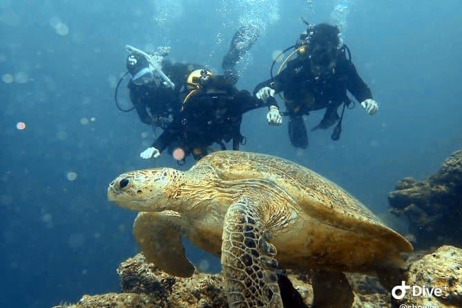Explore Top-Rated Buwan Reef Night Dives