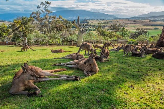 Shore Excursion: Hobart Highlights Day Tour