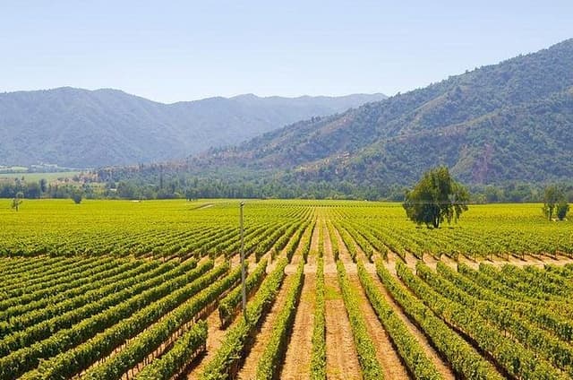 Colchagua Full Day Wine Tour: Casa Silva & L'Apostolle Wineries