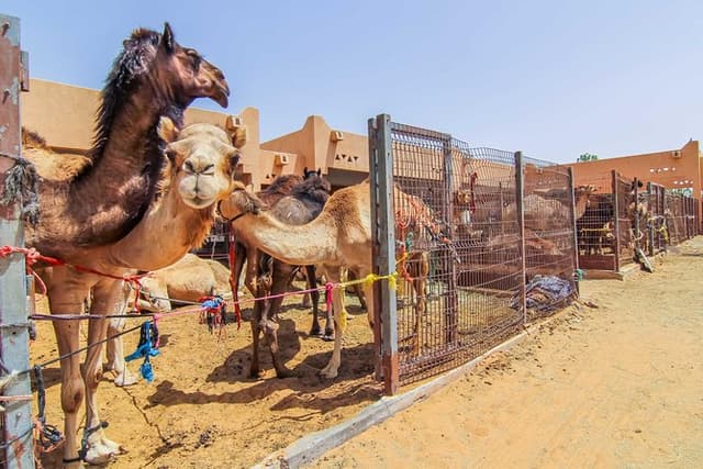 Al Ain City Sightseeing tour with Lunch from Dubai