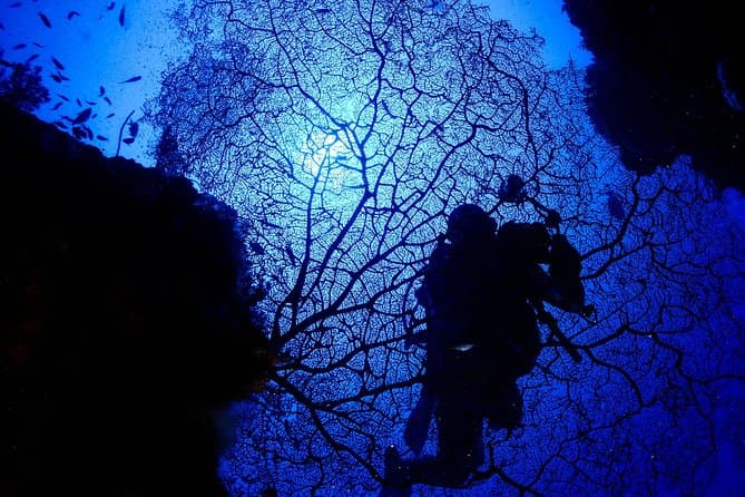 Boracay Scuba Diving in Panay Island: Reef & Marine Life