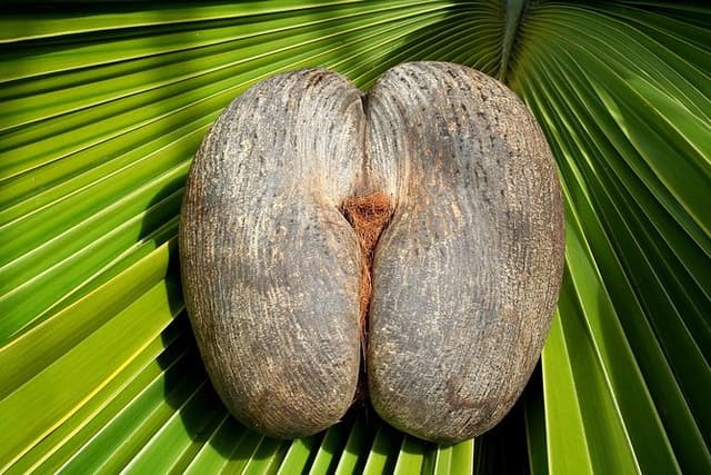 Full Day Discovery Tour of Vallee de Mai and Anse Lazio on Praslin Island