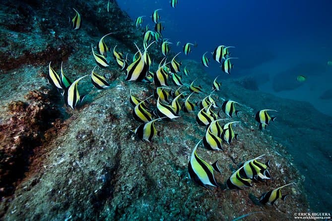 Unforgettable Scuba Diving Adventures in Cabo San Lucas