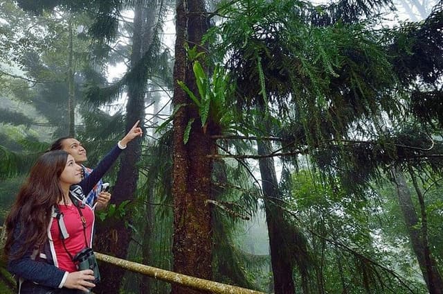 Kinabalu Park Tour With Poring Hot Springs From Kota Kinabalu